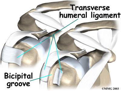 TransverseHumeralLigament